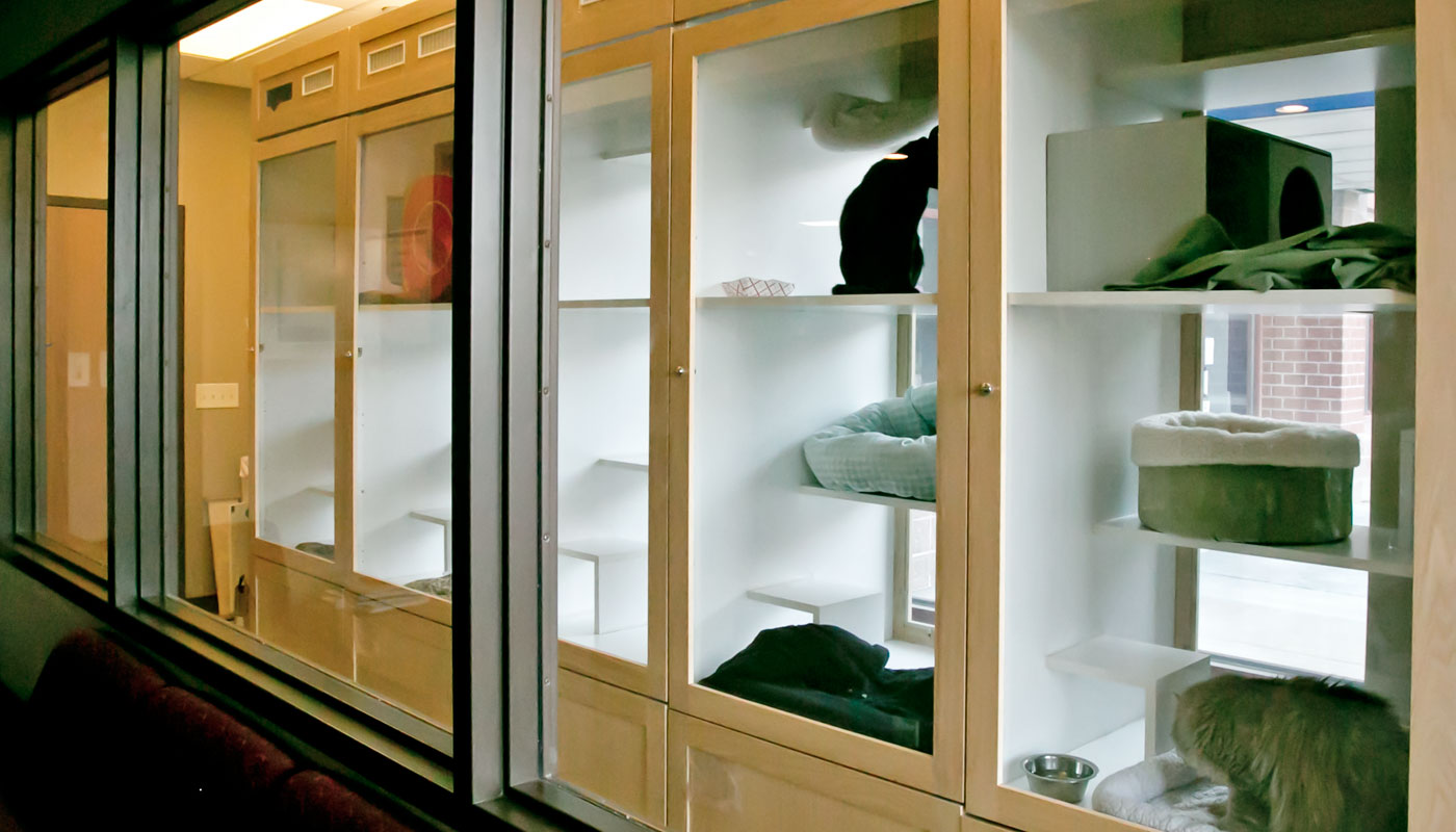 Boarding and Day Care Cat Care Clinic