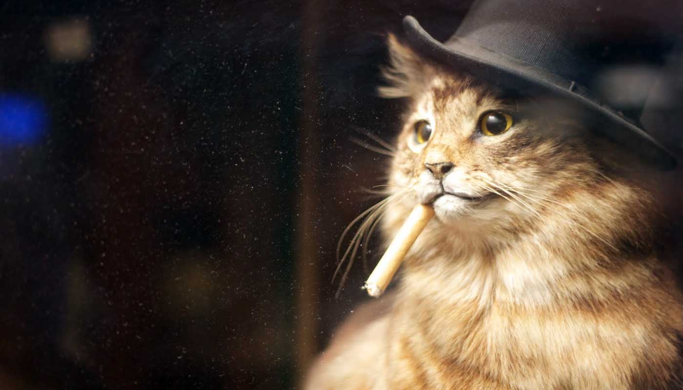 Cats_And_Smoking.jpg