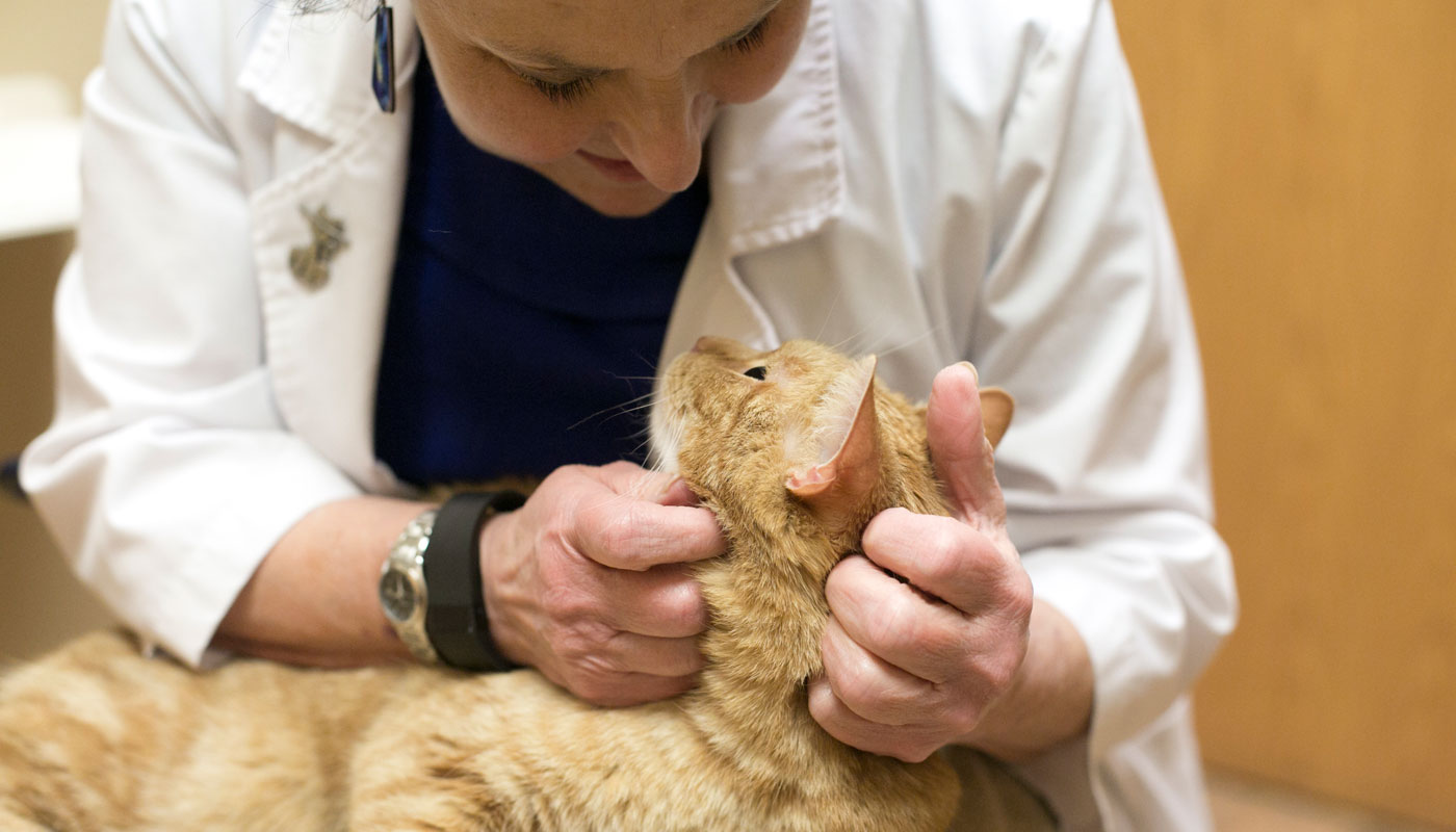 Senior Cat Health Care Cat Care Clinic