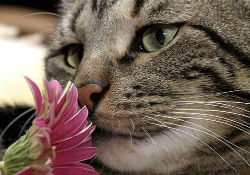 Image result for cat smells flower