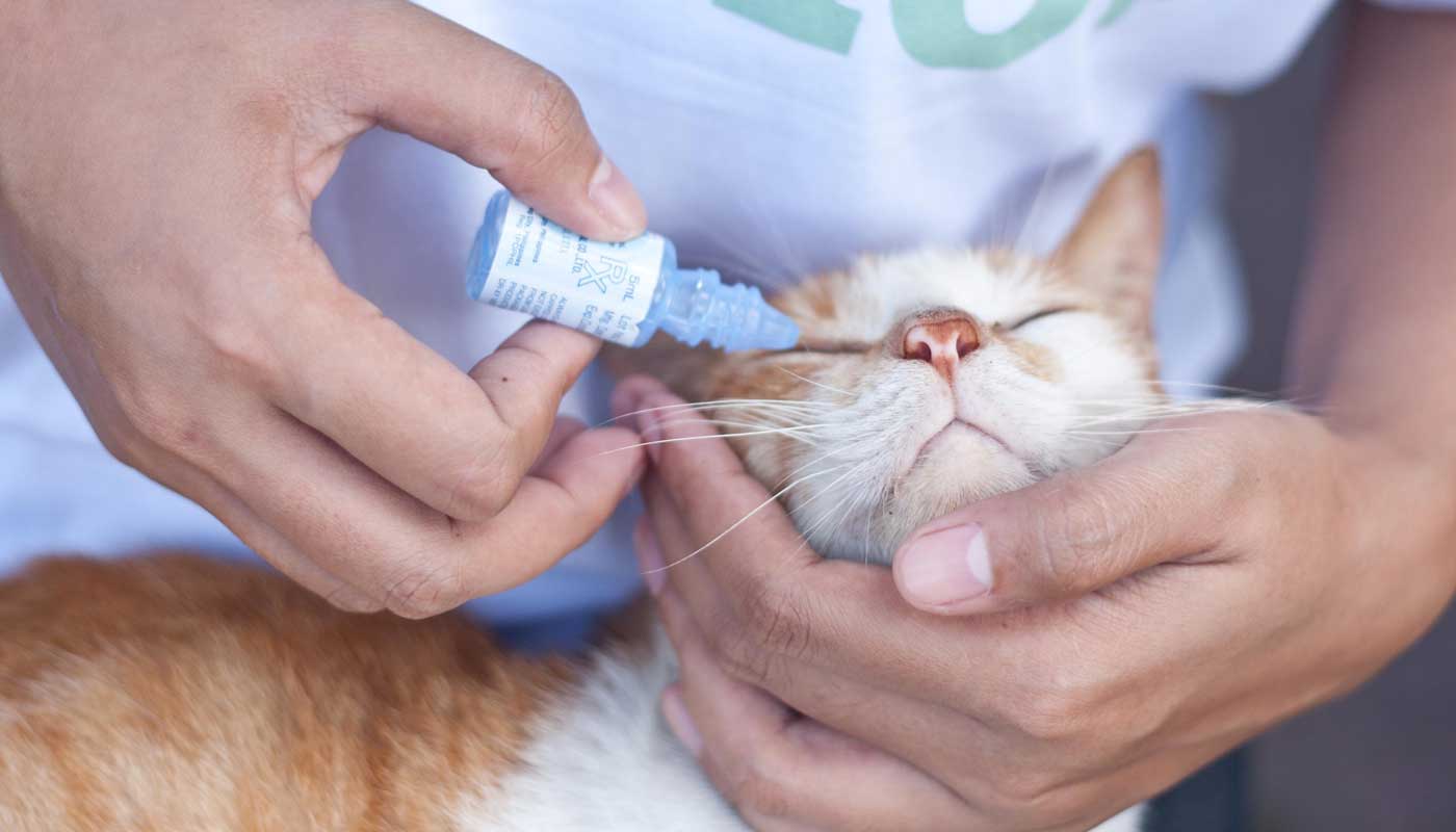 Training your cat to love medications Cat Care Clinic