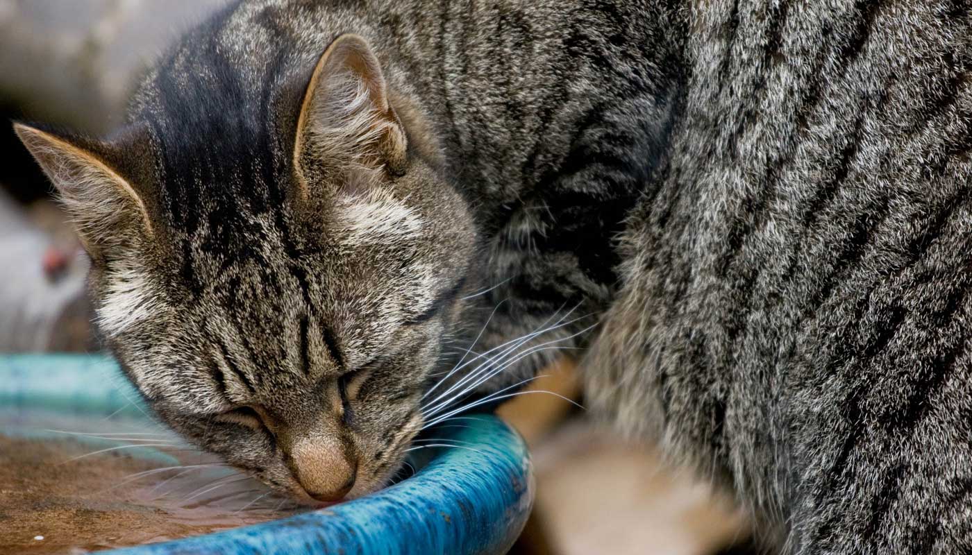 how-do-cats-drink-their-water-cat-care-clinic