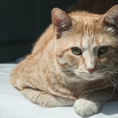 gabapentin cat fever