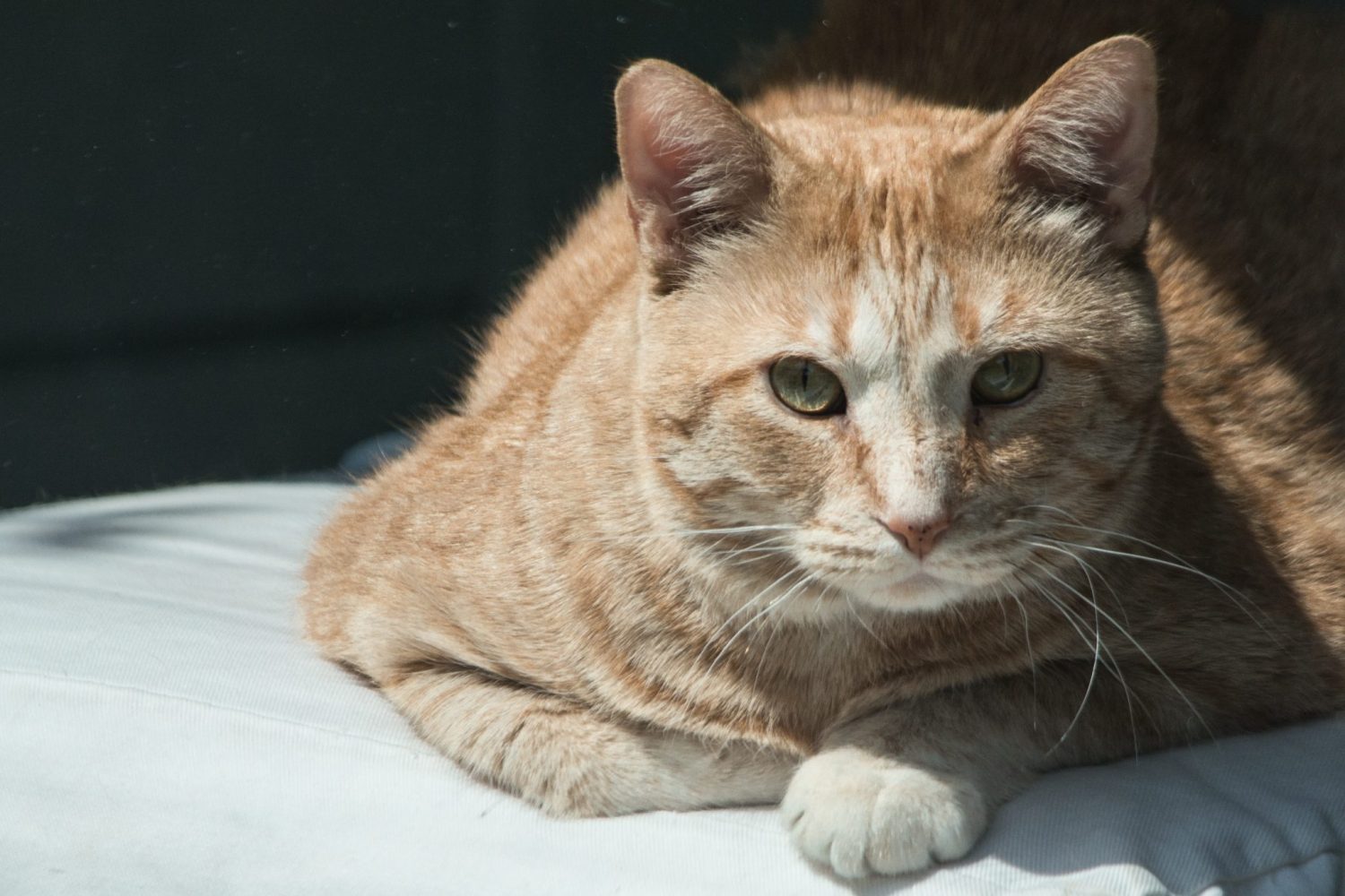 gabapentin for cats for anxiety