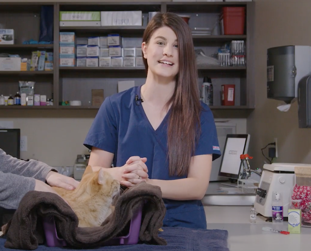 How to Administer Insulin to your Cat Cat Care Clinic