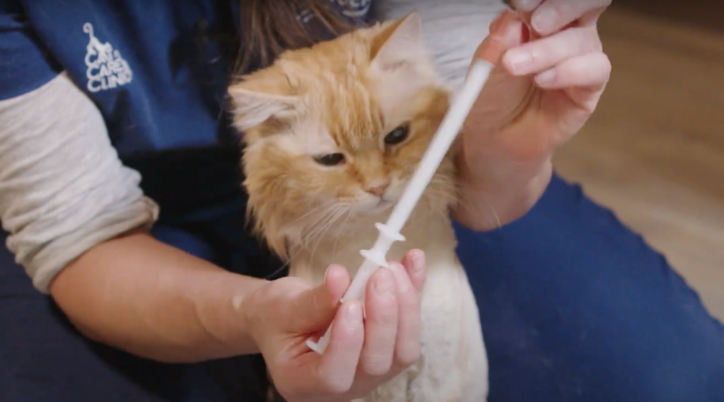 How to Medicate your Cat Part 3 of 3 Cat Care Clinic