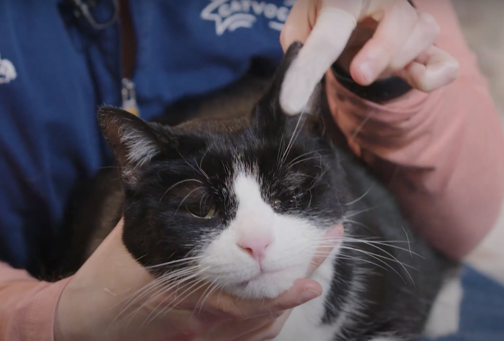 how-to-apply-a-transdermal-medication-to-your-cat-cat-care-clinic